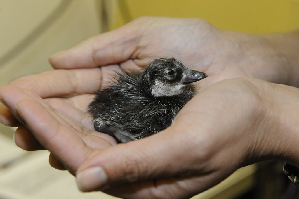 Long-tailed duckling